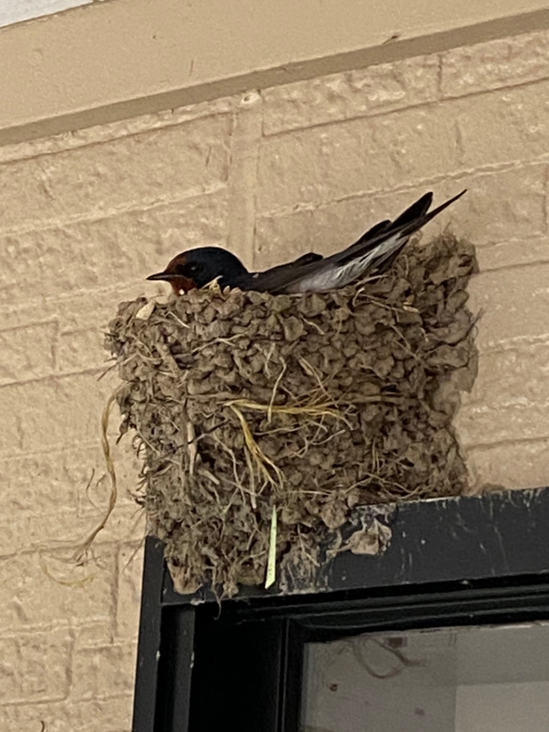 ツバメさん観察日記 その８